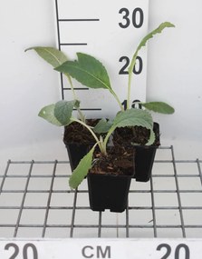 Artisjok - pot 9x9 cm (Cynara scolymus) -