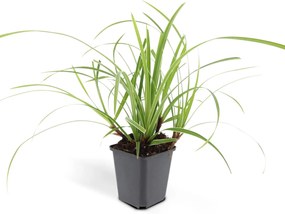 24x Carex morrowii'Ice Dance'-↕10-25cm - Ø9cm