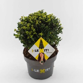 Ilex crenata 'Icoprins11' (Dark Green) - pot 5L - bolvorm diameter 25+ cm