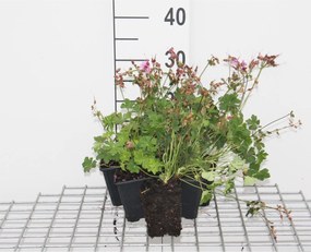 Geranium x cantabrigiense 'Karmina' - pot 9x9 cm -