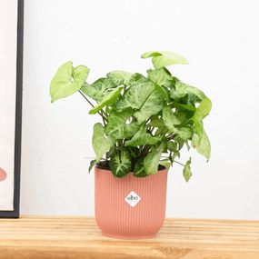 Syngonium White Butterfly Feel Green - 30cm