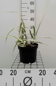 Arundo donax 'Versicolor' - pot 3L