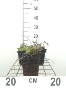 Anemone tomentosa 'Robustissima' - pot 9x9 cm -