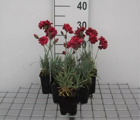 Dianthus 'Heidi' - pot 9x9 cm