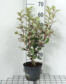 Elaeagnus x ebbingei 'Compacta' - pot - 40-50 cm