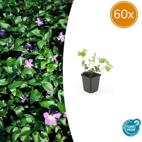 Vinca major - 20cm