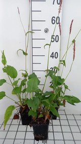 Persicaria amplexicaulis 'Rowden Gem' - pot 9x9 cm -