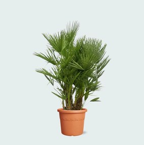 Chamaerops Humilis multistam - 220cm