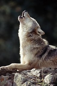 Kunstfotografie Grey Wolf (Canis lupus) howling on rock, John Giustina, (26.7 x 40 cm)
