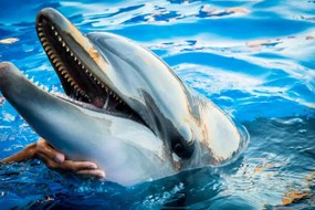 Foto Dolphin smile in water scene with, EvaL, (40 x 26.7 cm)