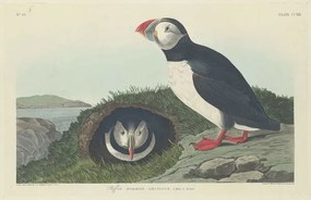 John James (after) Audubon - Kunstreproductie Puffin, 1834, (40 x 26.7 cm)