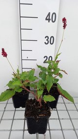 Persicaria amplexicaulis 'Red Baron' - pot 9x9 cm
