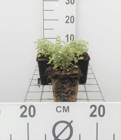Nepeta x faassenii - pot 9x9 cm -