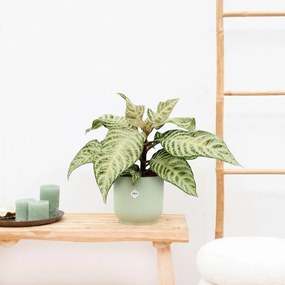 Aphelandra White Wash - 30cm