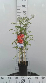 Campsis x tagliabuana 'Mme Galen' - pot - 50-60 cm -