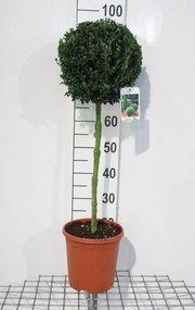 Buxus sempervirens - pot 5L - geënt op stam -
