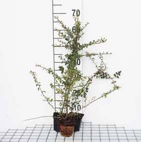 Cotoneaster radicans 'Eichholz' - pot 9x9 cm - 15-20 cm