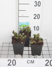 Mentha aquatica - pot 9x9 cm (Munt 'Watermunt') -