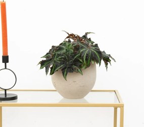 Begonia Rex Liondance - 25cm