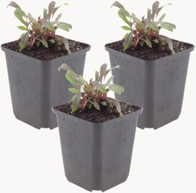 Planten Beeblossom Gaura lindheimeri Siskiyou Pink, 3-delig