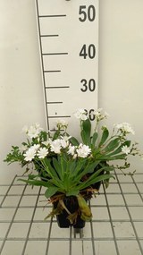 Lewisia cotyledon - pot 9x9 cm