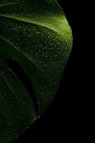 Ilustratie young monstera leaf in droplets of water, Serhii_Yushkov