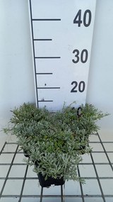Antennaria dioica 'Rubra' - pot 9x9 cm