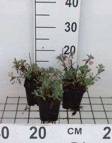 Anthemis x hybrida 'Sauce Hollandaise' - pot 9x9 cm