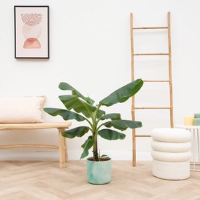 Combi deal - Bananenplant (Musa) inclusief Elho Ocean Round - 110cm