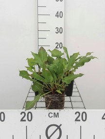 Persicaria amplexicaulis 'Rosea' - pot 9x9 cm -