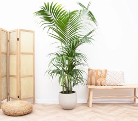 Kentia Palm XXL - 220cm