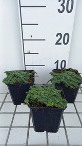 Thymus serpyllum 'Minor' - pot 9x9 cm -