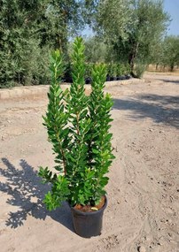 Arbutus unedo - pot 10L - 60-80 cm -