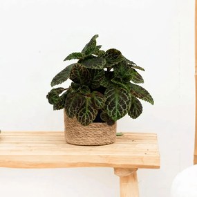 Episcia Cupreata - 20cm