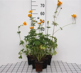 Trollius chinensis 'Golden Queen' - pot 9x9 cm -