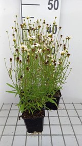 Coreopsis 'Fools Gold' - pot 9x9 cm