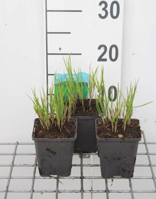 Carex muskingumensis - pot 9x9 cm