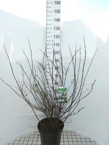 Spiraea nipponica 'Snowmound' - pot 10L - 50-60 cm -