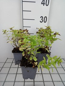 Campanula lactiflora 'Alba' - pot 9x9 cm