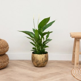 Spathiphyllum - 70cm