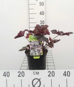 Heuchera micrantha 'Palace Purple' - pot 2L -