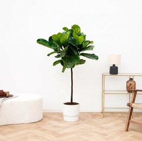 Ficus Lyrata stam - 100cm