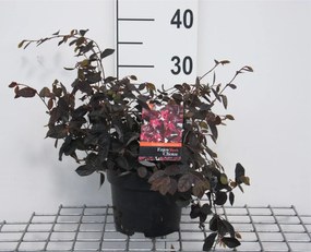 Loropetalum chinense'Fire Dance'- pot - 20-25 cm