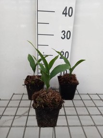 Convallaria majalis 'Rosea' - pot 9x9 cm