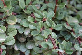 Cotoneaster procumbens 'Queen of Carpets' - pot 1,3L - 15-20 cm