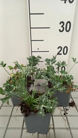 Eryngium bourgatii - pot 9x9 cm -
