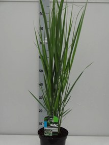 Panicum virgatum 'Northwind' - pot 3L -