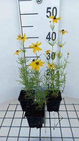 Coreopsis verticillata 'Grandiflora' - pot 9x9 cm