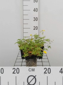 Potentilla aurea - pot 9x9 cm