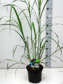 Miscanthus sinensis 'Silberfeder' - pot 3L